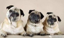 巴哥赤犬爆料视频