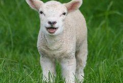 灰小羊爆料视角视频下载,视频下载背后的秘密大公开