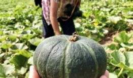 富县网红吃瓜事件真相是真的吗