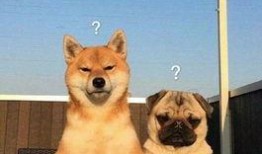 巴哥赤犬爆料视频