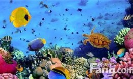 海底咏者爆料视频,深海奇遇背后的神秘力量