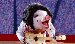 猪婆姐姐爆料新闻,娱乐圈最新劲爆新闻揭秘