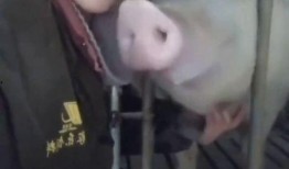 猪婆姐姐爆料新闻,娱乐圈最新劲爆新闻揭秘