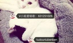 娱乐吃瓜酱布丁是只喵,揭秘网红喵星人的魅力人生