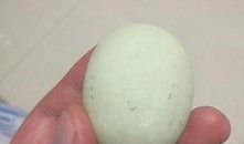 鸡蛋和石头在线观看,在线观看的智慧对决