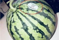 吃瓜网红聚集地,揭秘吃瓜网红聚集地的幕后故事