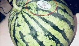 吃瓜网红聚集地,揭秘吃瓜网红聚集地的幕后故事