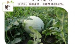 万荣三白瓜免费吃,免费品尝，共享田园美味