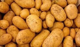 土豆豆爆料科普视频大全,揭秘生活奥秘，畅游知识海洋