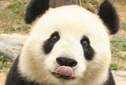 熊猫和猪的爆料视频,萌宠界的欢乐日常
