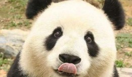 熊猫和猪的爆料视频,萌宠界的欢乐日常